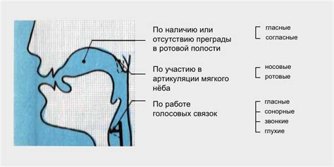 Работа голосового аппарата при произнесении звуков