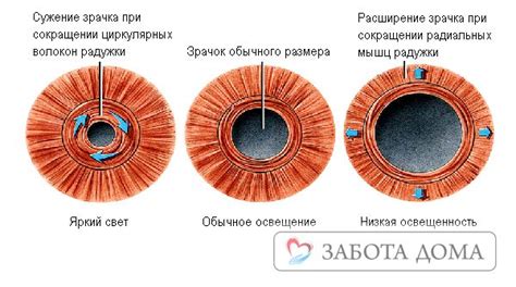 Работа зрачка при изменении освещения