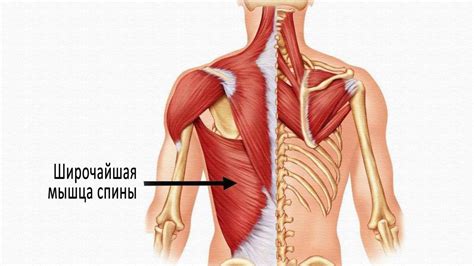 Работа на конкретных участках спины: шейно-плечевой отдел