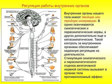 Работа нервной системы