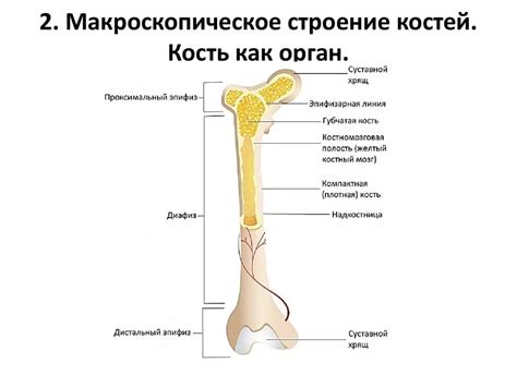 Работа с костями и кривыми движения