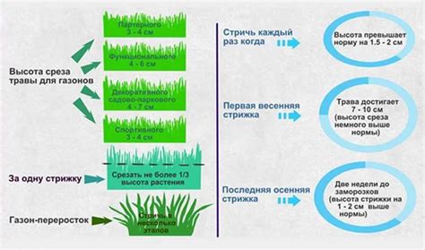 Равномерное стрижение газона