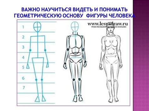 Разберите особенности пропорций тела человека