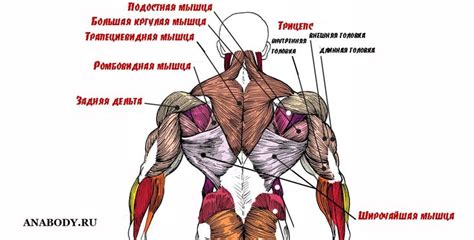 Развитие мышц спины и рук