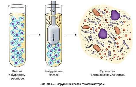 Разделение сока и клеток