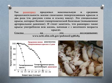 Раздел 2: Правила кормления крысы