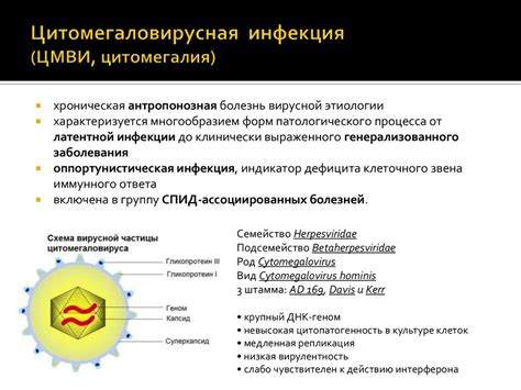 Раздел 6: Какие особенности имеет определение цмв у детей?