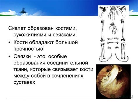 Различия между "связкой" и "с ним"