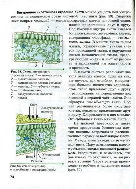 Разметка клеточного листа