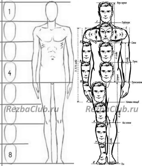 Разметка основных пропорций: голова, тело, конечности