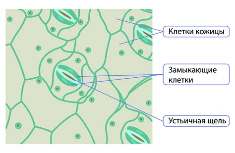 Размечаем клетки