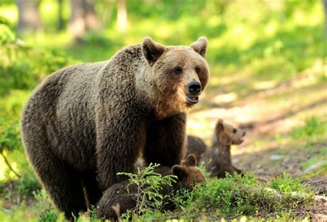 Размножение и воспитание потомства