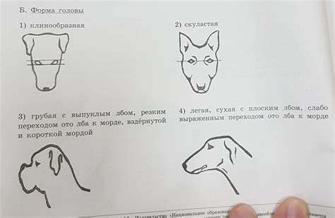 Разработайте форму головы и морды собаки