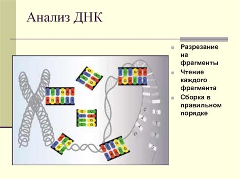 Разрезание ДНК на фрагменты