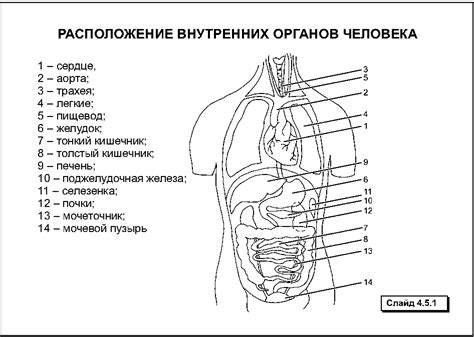 Расположение основных частей тела