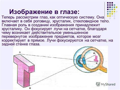 Распределение зрения в орлином глазе