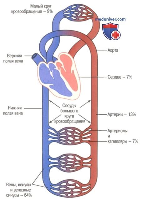 Распределение крови по органам