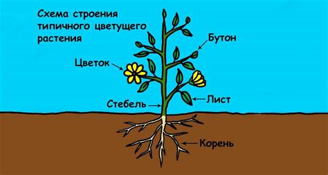 Растения в качестве ориентиров