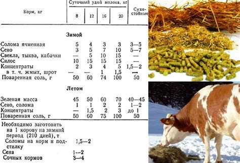 Рацион коровы: важность правильного питания