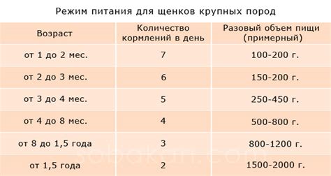 Рацион питания и режим кормления щенка