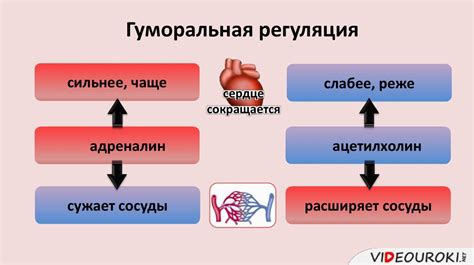 Регулирование работы сердца и сосудов