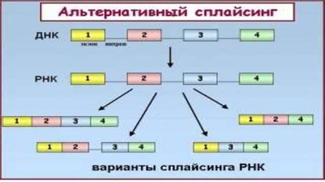 Регуляция работы генов