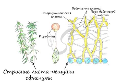 Рекомендации по поливанию моха