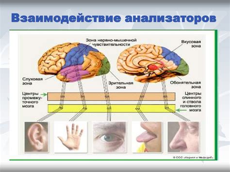 Речевые органы и их взаимодействие