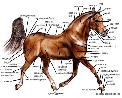 Рисование анатомии лошади