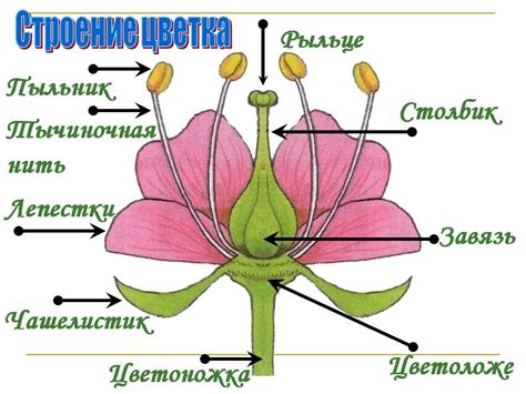 Рисование основных элементов цветка