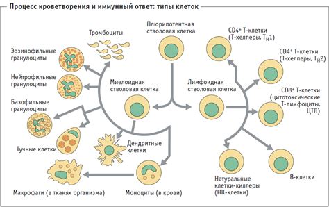 Роль СД4 клеток в иммунной системе