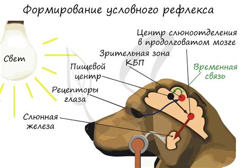 Роль безусловного рефлекса в психологии