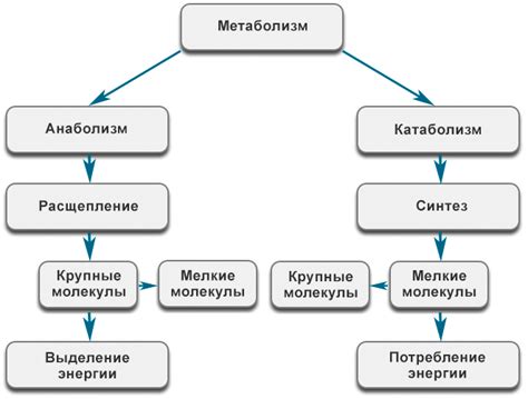 Роль голдлайна в обмене веществ