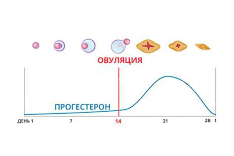 Роль гормона в организме женщин