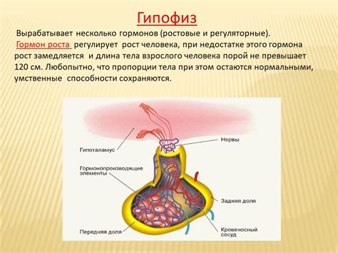 Роль гормонов