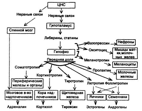 Роль гормонов в изменении химии мозга