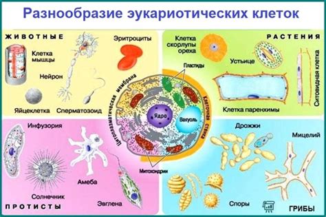 Роль и значение СД4 клеток в организме человека