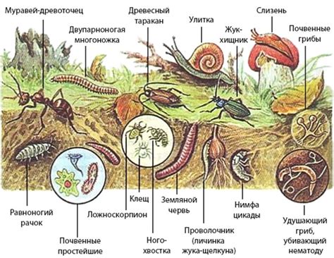 Роль кузнечика в окружении и экосистеме