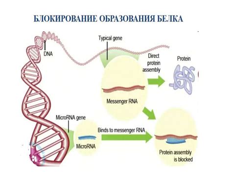 Роль микро РНК в биологических процессах