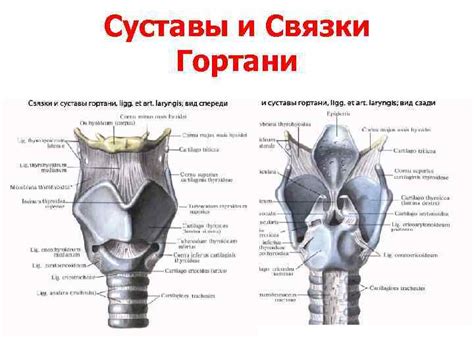 Роль носа, гортани и легких