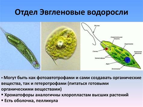 Роль эвглены зеленой в экосистеме