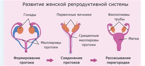 Роль LH в репродуктивной системе