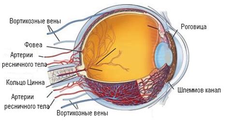 СОСУДИСТАЯ ОБОЛОЧКА