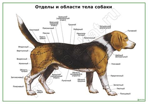 Сверните основу тела собаки