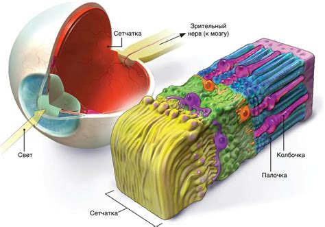 Световосприятие и рецепторы
