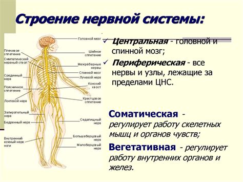 Свойства голдлайна, улучшающие работу нервной системы