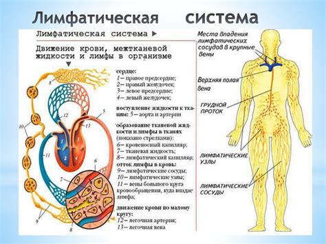 Свойства солодкого корня и его воздействие на лимфатическую систему