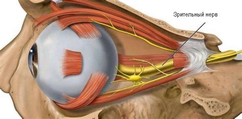 Связь глаза с мозгом и зрительные нервы