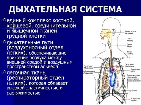 Связь дыхательного центра с нервной системой