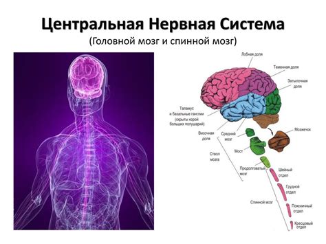 Связь ног с центральной нервной системой